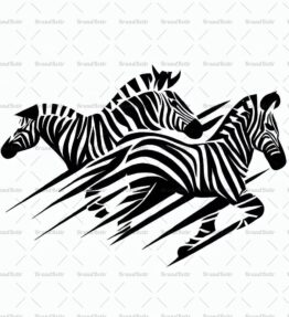 Herde von laufenden Zebras